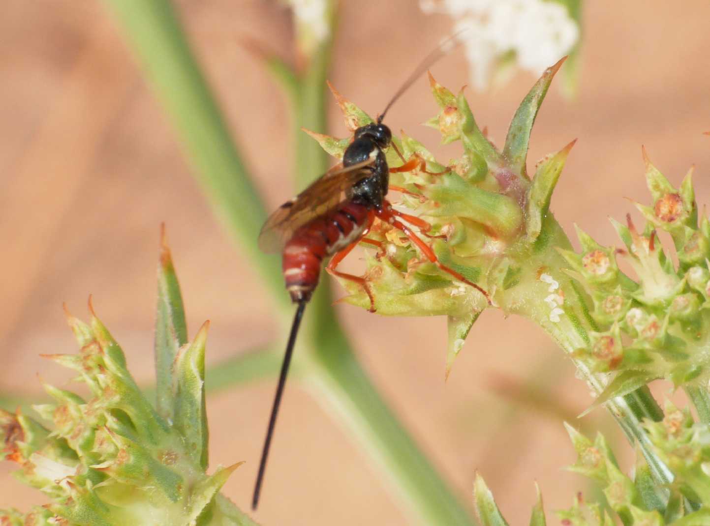 Ichneumonidae Pimplinae